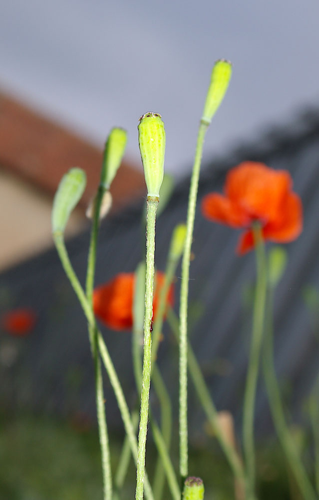 Papaveri (Papaver rhoeas e P. pinnatifidum)